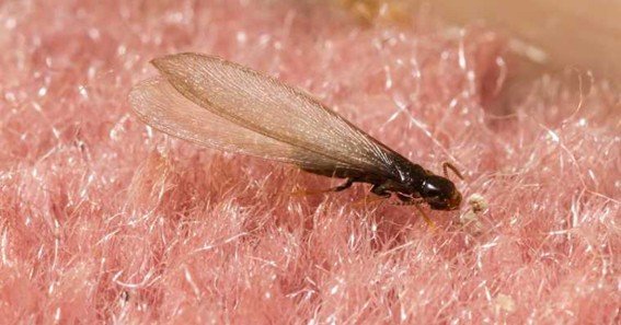 black flying termites