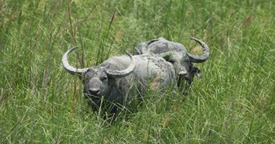 pair for a water buffalo