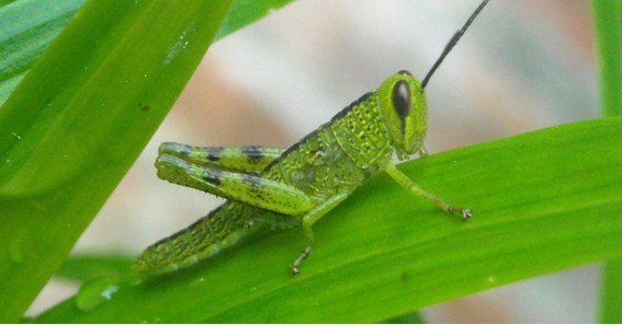 grasshopper gardens