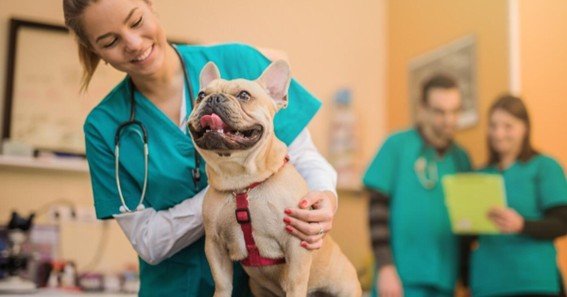 fm 1488 animal medical center