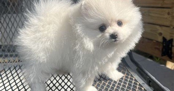 puppies for sale pensacola fl